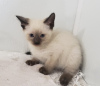 Photo №1. siamese cat - for sale in the city of Portland | 650$ | Announcement № 65708