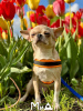 Photo №2 to announcement № 104006 for the sale of chihuahua - buy in Germany private announcement, breeder