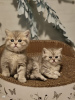 Photo №4. I will sell british shorthair in the city of Bleialf. breeder - price - 718$