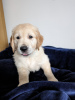 Photo №1. golden retriever - for sale in the city of New York | 400$ | Announcement № 100328