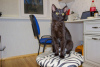 Additional photos: A wonderful black cat, kitten Charlie, is looking for a home and a loving