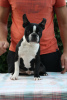 Photo №2 to announcement № 77212 for the sale of boston terrier - buy in Serbia breeder