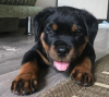 Photo №1. rottweiler - for sale in the city of Montreal | negotiated | Announcement № 42609