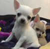 Photo №1. chihuahua - for sale in the city of Geneva | 475$ | Announcement № 113475