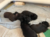 Photo №3. A BLACK LABRADOR PUPPY. Spain