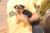 Photo №4. I will sell yorkshire terrier in the city of Überlingen.  - price - 400$