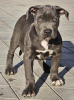 Additional photos: American Bully xl