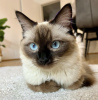 Photo №1. siamese cat - for sale in the city of Munich | 528$ | Announcement № 109694