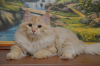 Photo №2 to announcement № 17313 for the sale of siberian cat - buy in Belarus from nursery, breeder