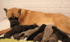 Photo №2 to announcement № 19620 for the sale of cane corso - buy in Russian Federation from nursery