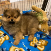 Additional photos: Pomeranian