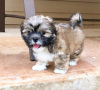 Photo №2 to announcement № 99908 for the sale of shih tzu - buy in Germany breeder