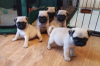 Photo №1. pug - for sale in the city of Berlin | 370$ | Announcement № 116811