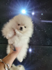 Photo №3. spitz puppies. Russian Federation