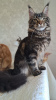 Photo №4. I will sell maine coon in the city of Афины. private announcement - price - 1057$