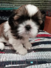 Photo №2 to announcement № 83974 for the sale of lhasa apso, shih tzu - buy in Latvia private announcement, from nursery, breeder