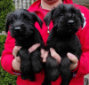 Photo №2 to announcement № 105950 for the sale of giant schnauzer - buy in Serbia 