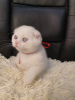 Photo №1. scottish fold - for sale in the city of Сороки | 355$ | Announcement № 13503