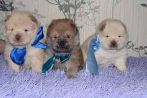 Photo №1. chow chow - for sale in the city of Dubna | 469$ | Announcement № 2487