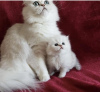 Photo №1. persian cat - for sale in the city of Амстердам | negotiated | Announcement № 75595
