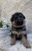 Additional photos: Puppies of the German Vivcharka