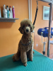 Photo №4. I will sell poodle (toy) in the city of Нови Сад.  - price - Is free