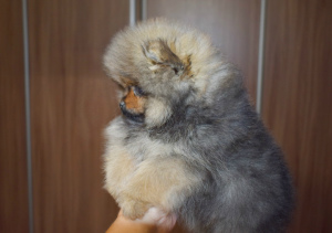 Photo №1. pomeranian - for sale in the city of Moscow | 1121$ | Announcement № 4481