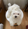 Photo №1. maltese dog - for sale in the city of Стамбул | 528$ | Announcement № 105148