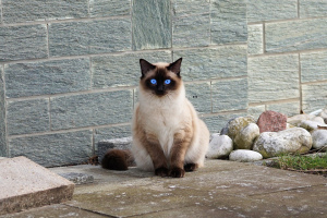 Photo №2 to announcement № 308 for the sale of siamese cat - buy in Canada breeder