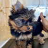 Photo №4. I will sell yorkshire terrier in the city of Los Angeles. breeder - price - 400$