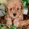 Photo №2 to announcement № 65049 for the sale of poodle (toy) - buy in Hungary private announcement