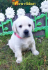 Photo №4. I will sell labrador retriever in the city of Syktyvkar. private announcement - price - 476$