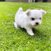 Photo №1. maltese dog - for sale in the city of Мадрид | 371$ | Announcement № 107586