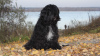 Photo №2 to announcement № 8996 for the sale of tibetan terrier - buy in Russian Federation breeder