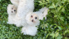 Additional photos: Maltese puppies for sale 3 months old