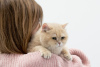 Photo №4. I will sell british shorthair in the city of Москва. private announcement - price - Is free
