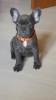 Photo №2 to announcement № 24670 for the sale of french bulldog - buy in Russian Federation breeder