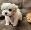 Photo №2 to announcement № 107599 for the sale of maltese dog - buy in Netherlands private announcement