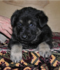 Photo №2 to announcement № 7962 for the sale of east-european shepherd - buy in Russian Federation from nursery