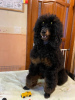 Photo №3. Miniature/small poodle puppies (shen) boys 7 months. Russian Federation