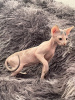 Photo №2 to announcement № 91821 for the sale of sphynx-katze - buy in Uzbekistan private announcement