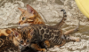 Photo №1. bengal cat - for sale in the city of Indio | 400$ | Announcement № 95828