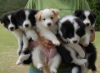 Photo №1. border collie - for sale in the city of Enköping | negotiated | Announcement № 55348