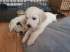 Photo №3. Healthy Golden Retriever puppies for sale. Germany