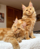 Photo №1. maine coon - for sale in the city of Berlin | 317$ | Announcement № 103769