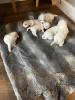 Photo №1. maltese dog - for sale in the city of Nashville | 500$ | Announcement № 111887