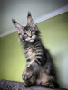 Photo №2 to announcement № 97908 for the sale of maine coon - buy in Austria private announcement