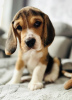 Additional photos: Beagle puppies