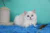 Photo №2 to announcement № 23339 for the sale of british shorthair - buy in Russian Federation breeder
