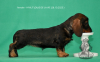 Photo №4. I will sell dachshund in the city of Москва. from nursery - price - 1500$